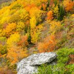 Fall Colors from Rough Ridge