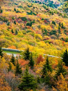 Fall Colors from Rough Ridge