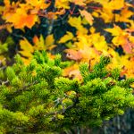 Spruce and Fall Color on Rough Ridge