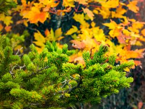 Spruce and Fall Color on Rough Ridge