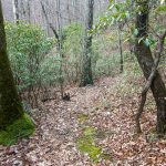 Barnett Branch Trail Steep Section