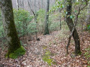 Barnett Branch Trail Steep Section