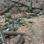 Stream Crossing on the Buck Spring Trail