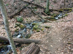 Stream Crossing on the Buck Spring Trail