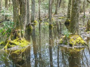 Swamp near High Falls