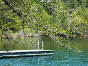 Spring Leaves at Lake Dense