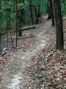 Gentle Curves on the Pitch Pine Trail