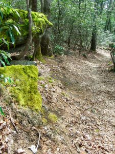 Mossy Rock Outcrop on the Pitch Pine Trail
