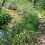 Grogan Creek beside Butter Gap Trail