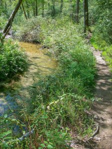 Grogan Creek beside Butter Gap Trail