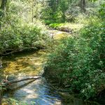 Grogan Creek in Spring Sunlight