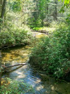 Grogan Creek in Spring Sunlight