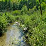 Grogan Creek near Picklesimer Fields