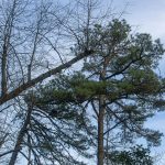 Shortleaf Pine