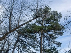 Shortleaf Pine