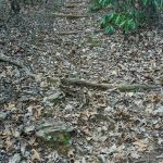 Bad Fork Trail Steep Section