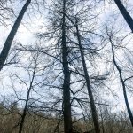 Dead Hemlock beside Cove Creek