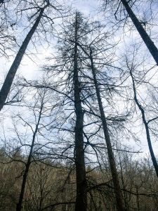 Dead Hemlock beside Cove Creek