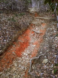 Eroded section of the upper Black Mountain trail