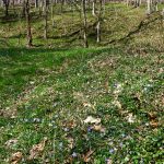 Rough Creek Watershed Bluets