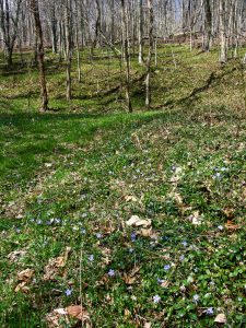 Rough Creek Watershed Bluets