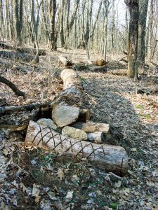 Cherry Cove Trail Features