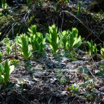 Rough Creek Watershed False Hellebore