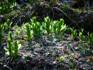 Rough Creek Watershed False Hellebore