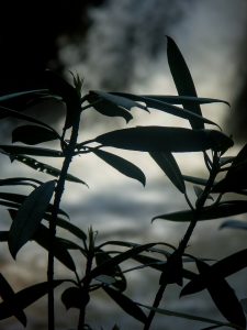 Rhodododendron Silhouette at Wintergreen Falls