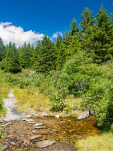 Flat Laurel Creek Trail Stream Crossing