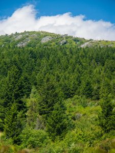 View of Black Balsam from Flat Laurel Creek