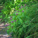 Pink Turtleheads beside the Little Sam Trail