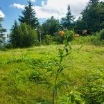 Meadow near Silvermine Bald