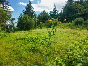 Meadow near Silvermine Bald