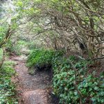 Art Loeb Trail under Laurel