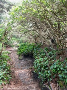 Art Loeb Trail under Laurel