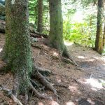 Art Loeb Trail Ascending Silvermine Bald