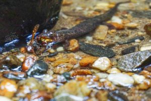 Salamander Eating Wasp