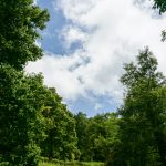 Meadow on the Crabtree Falls Trail