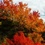 Red and Orange Maples