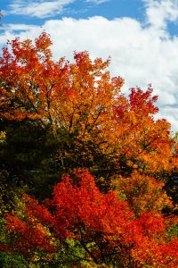 Red and Orange Maples