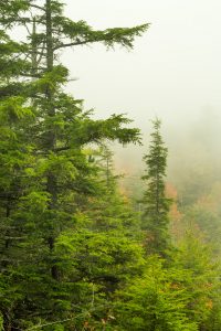 Carolina Hemlock Bluff at Erwin's View