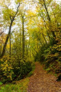 Connector Trail in Fall Color