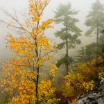 Yellow Maple in Linville Gorge