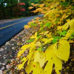 Yellow Sassafras Blue Ridge Parkway