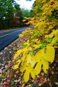 Yellow Sassafras Blue Ridge Parkway