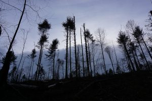 Logged Area at Dusk