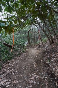 Flagging and Newly Constructed Trail