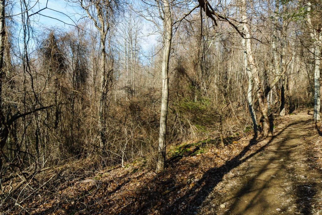 2014-12-31_upper-hickory-nut-gorge_trombatore-trail-invasive-woods