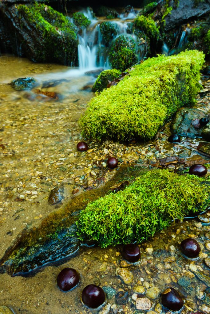 2014-12-31_upper-hickory-nut-gorge_trombatore-trail-stream-buckeyes